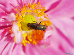 花と昆虫