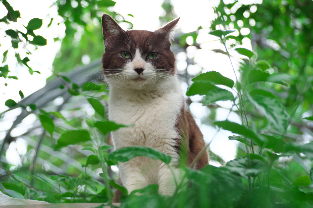 白黒猫