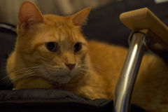 茶トラねこ