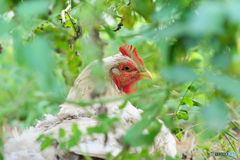 ♀鶏