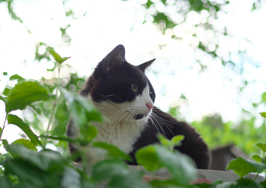 白黒猫