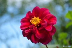 赤の花