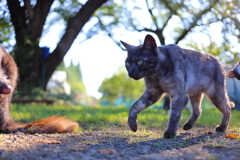 黒猫