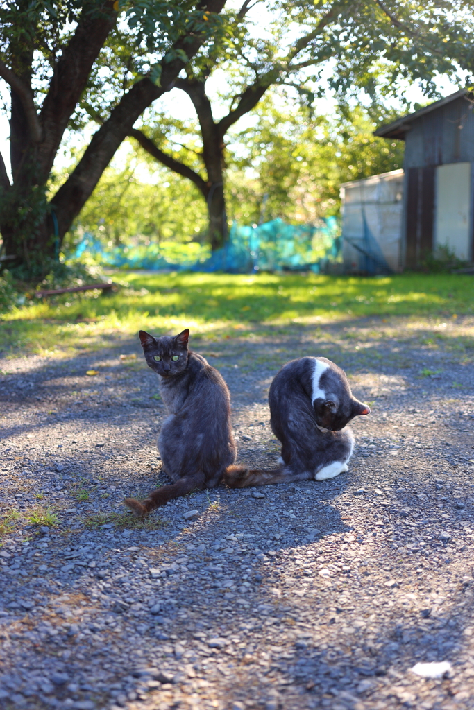 くるり黒猫