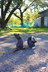 くるり黒猫