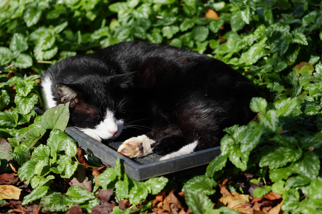 黒白ねこ
