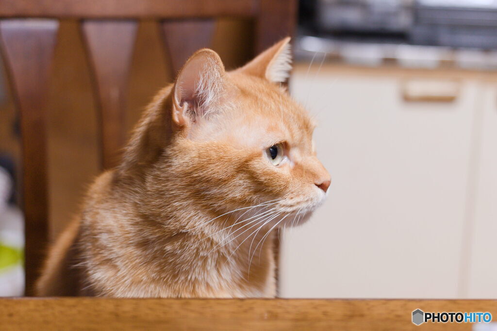 茶トラ猫