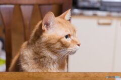 茶トラ猫