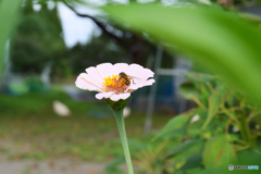 花粉集めに忙しいミツバチ