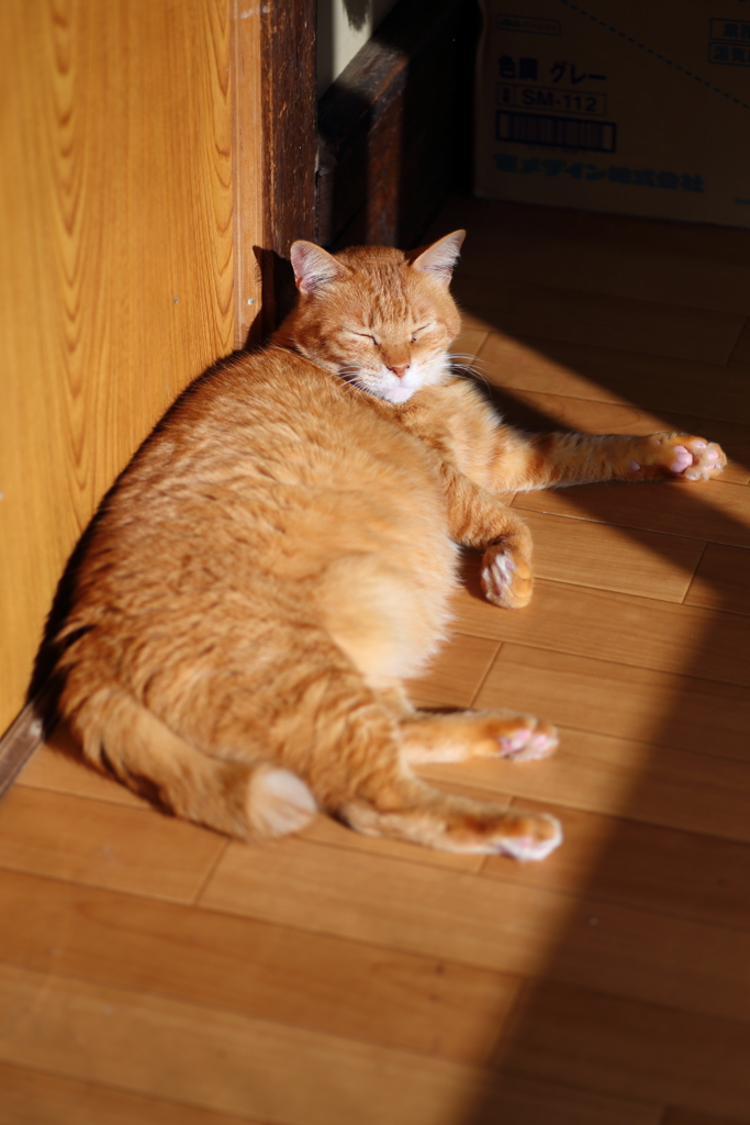 茶トラ猫
