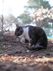 ねこ、考える