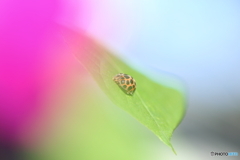 てんとう虫