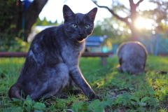 黒猫