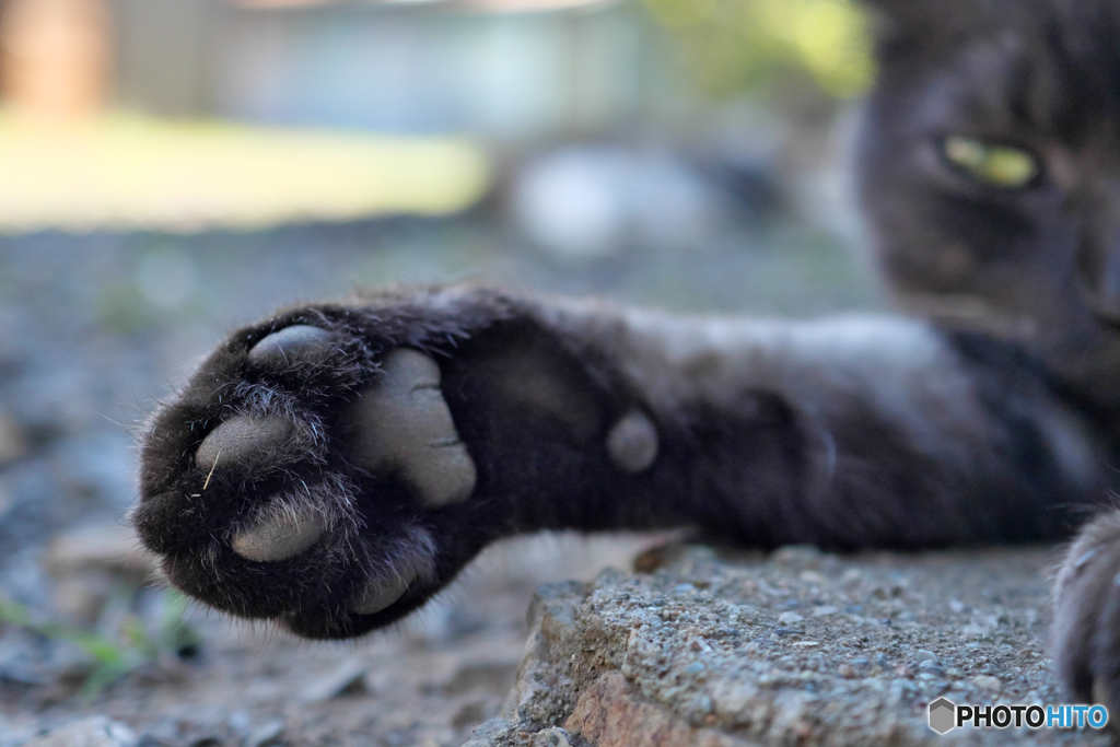 黒猫の肉球相