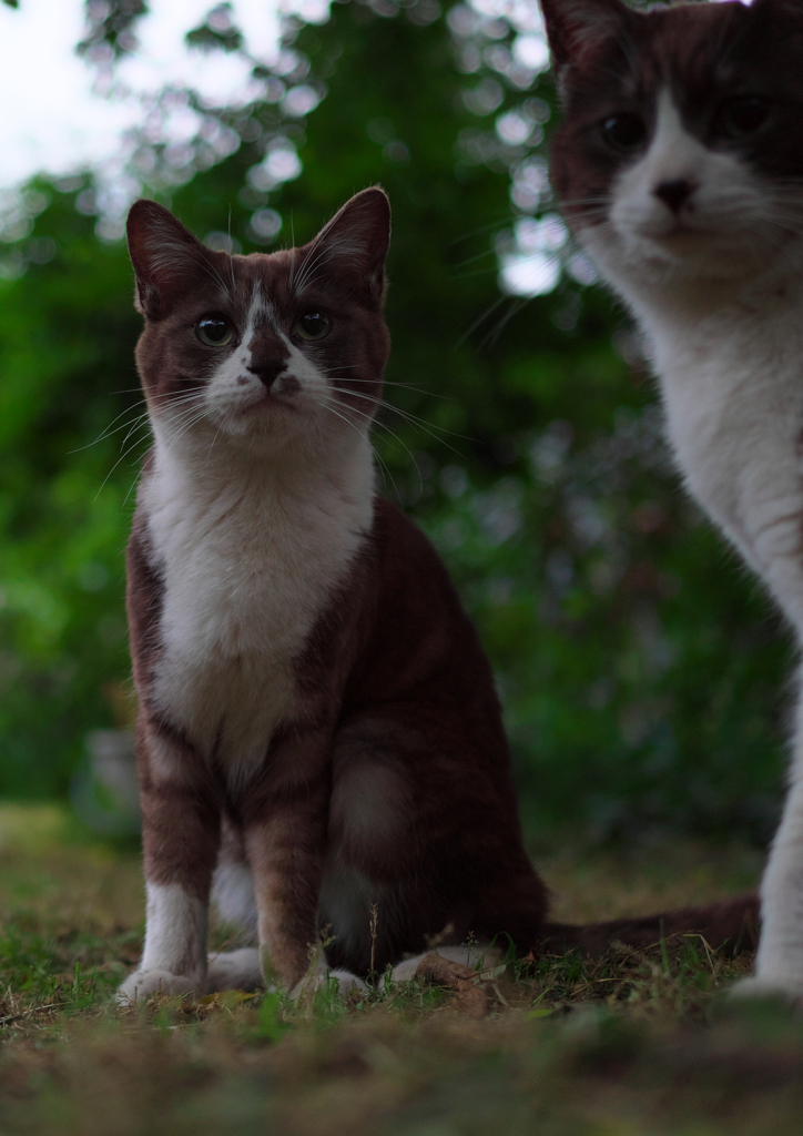 白黒猫