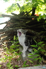キジトラあくび