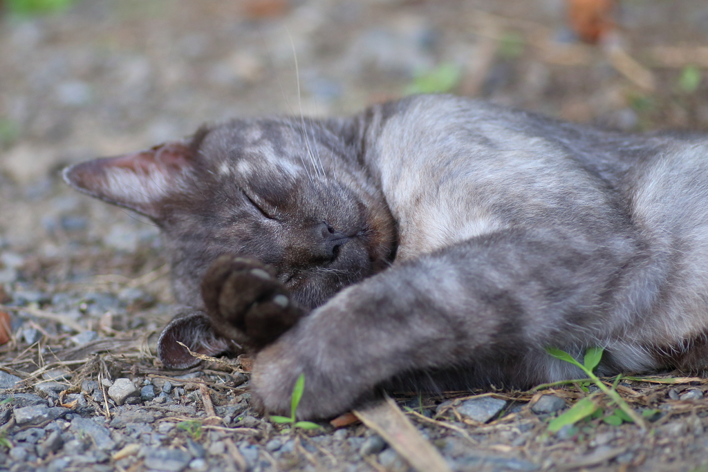 黒猫