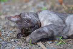 黒猫