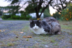 黒白ねこ