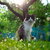 白黒猫