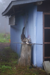 キジトラ猫