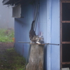 キジトラ猫