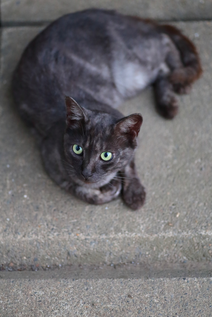 黒猫
