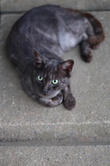 黒猫