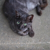 黒猫