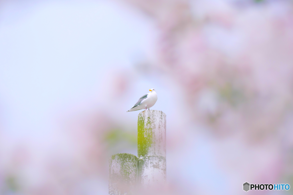 サクラからのウミネコ