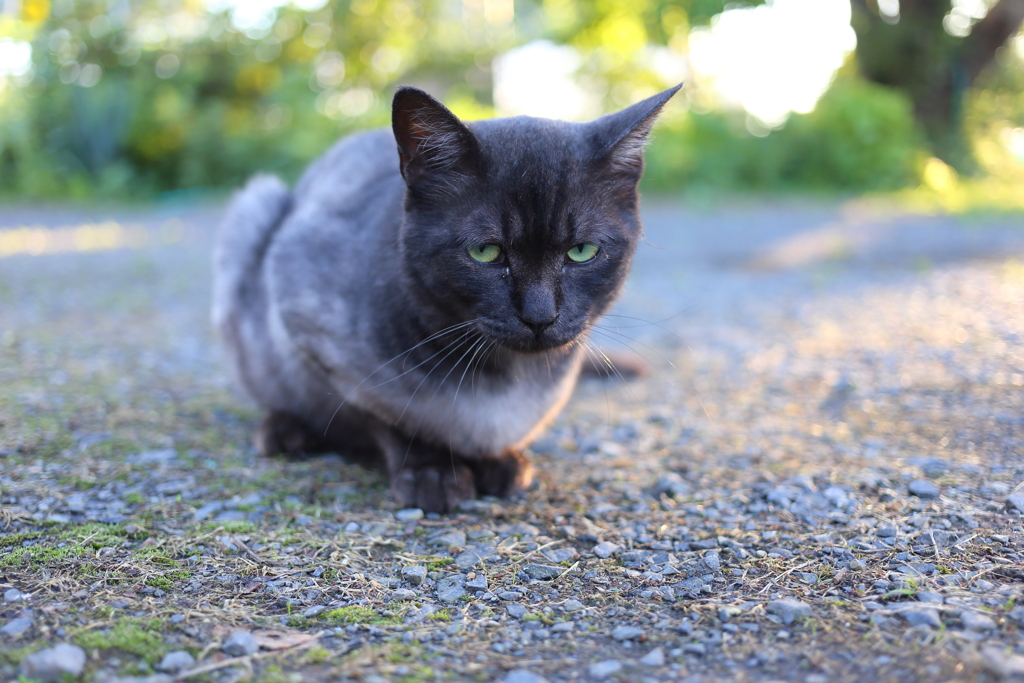 黒猫
