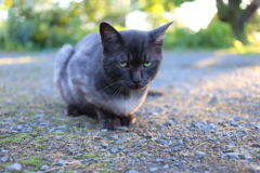 黒猫