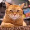 茶トラ猫 