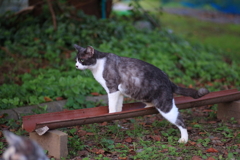 白黒猫