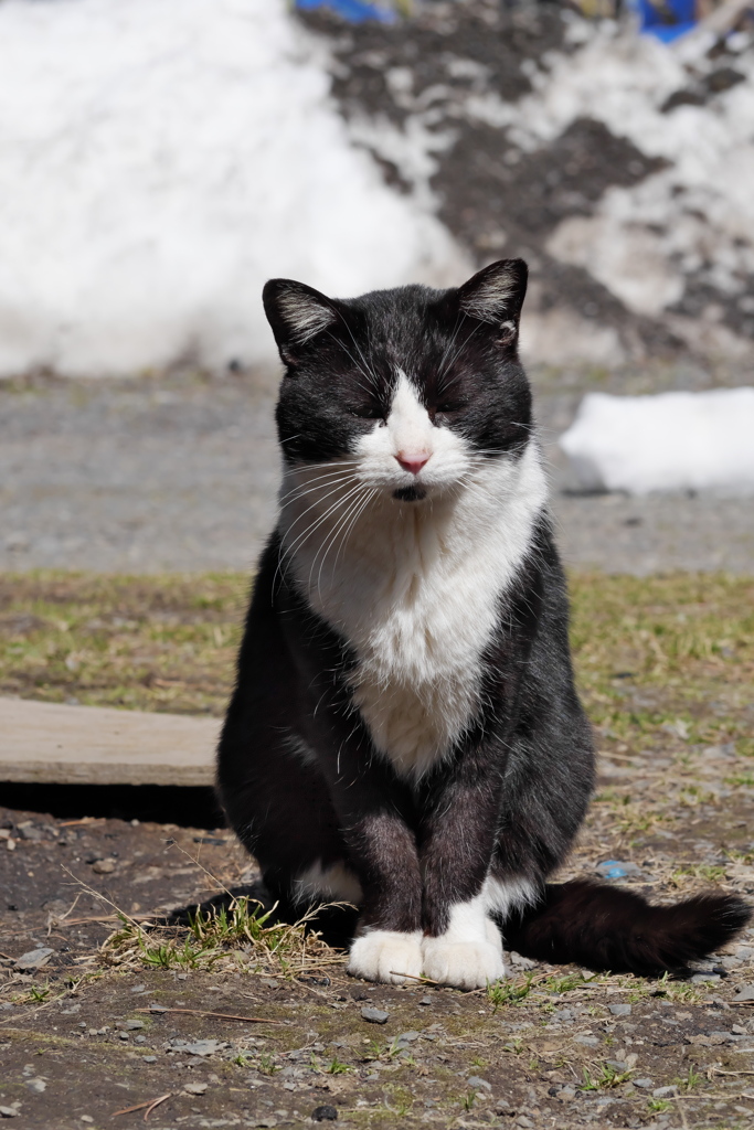 白黒ねこ