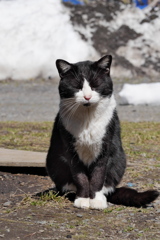 白黒ねこ