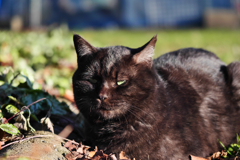黒猫