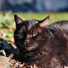 黒猫