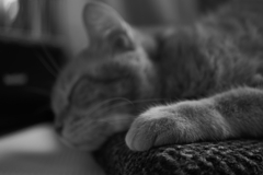 モノクローム キャット