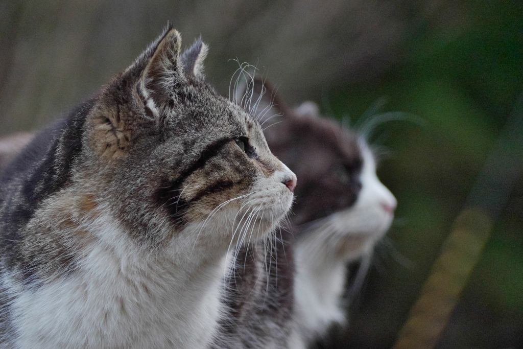 キジトラ猫 白黒猫