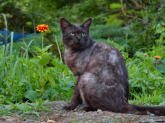 黒猫