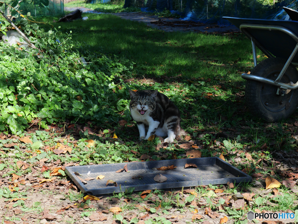 キジトラ猫