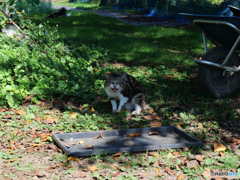 キジトラ猫