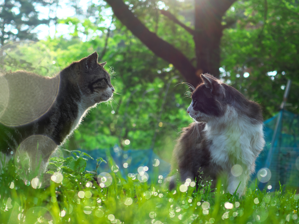 白黒猫 キジトラ 見つめ合う
