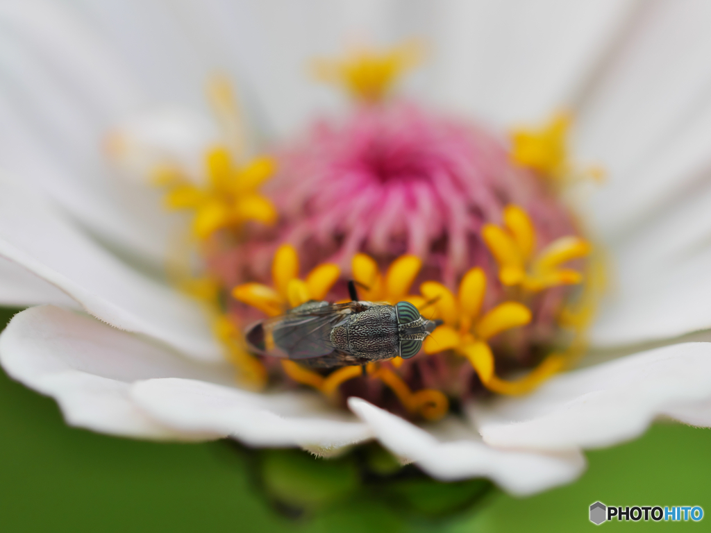 花と昆虫