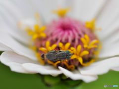 花と昆虫