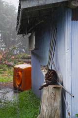 キジトラの雨宿り
