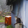 キジトラの雨宿り
