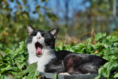 黒白ねこ
