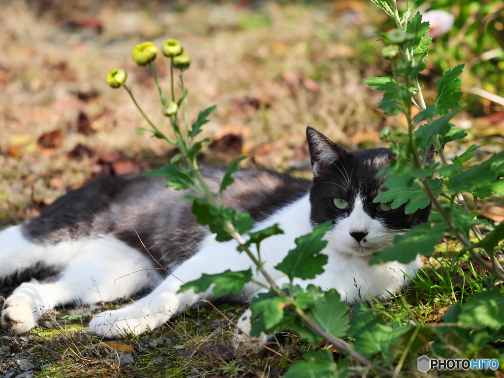黒白ねこ